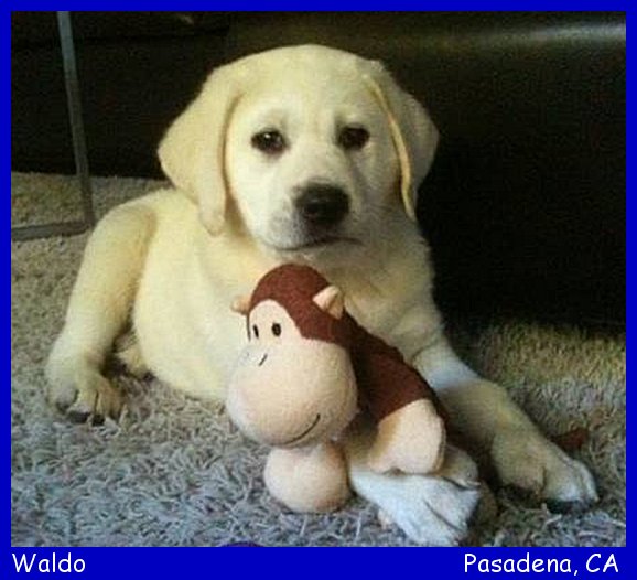 white lab puppies, white labs to love pups, white lab breeders